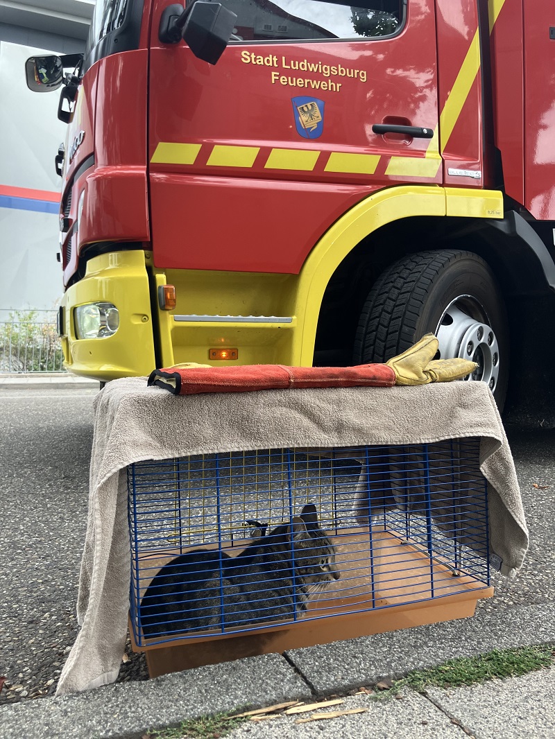 Katze und Feuerwehrfahrzeug 
